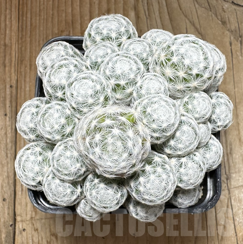 SHPR28753 Mammillaria humboldtii f. caespitosa - Image 2