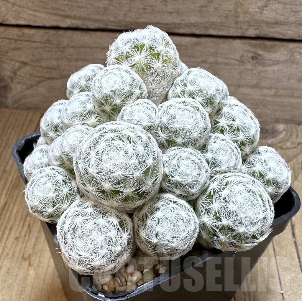 SHPR28753 Mammillaria humboldtii f. caespitosa - Image 3