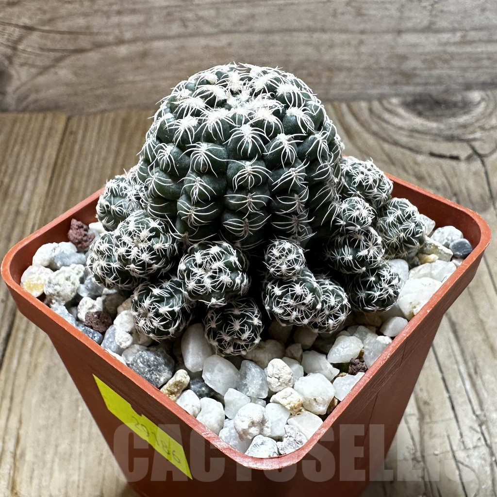 SHPR29186 Gymnocalycium bruchii v. glaucum GN 230-678 - immagine 2