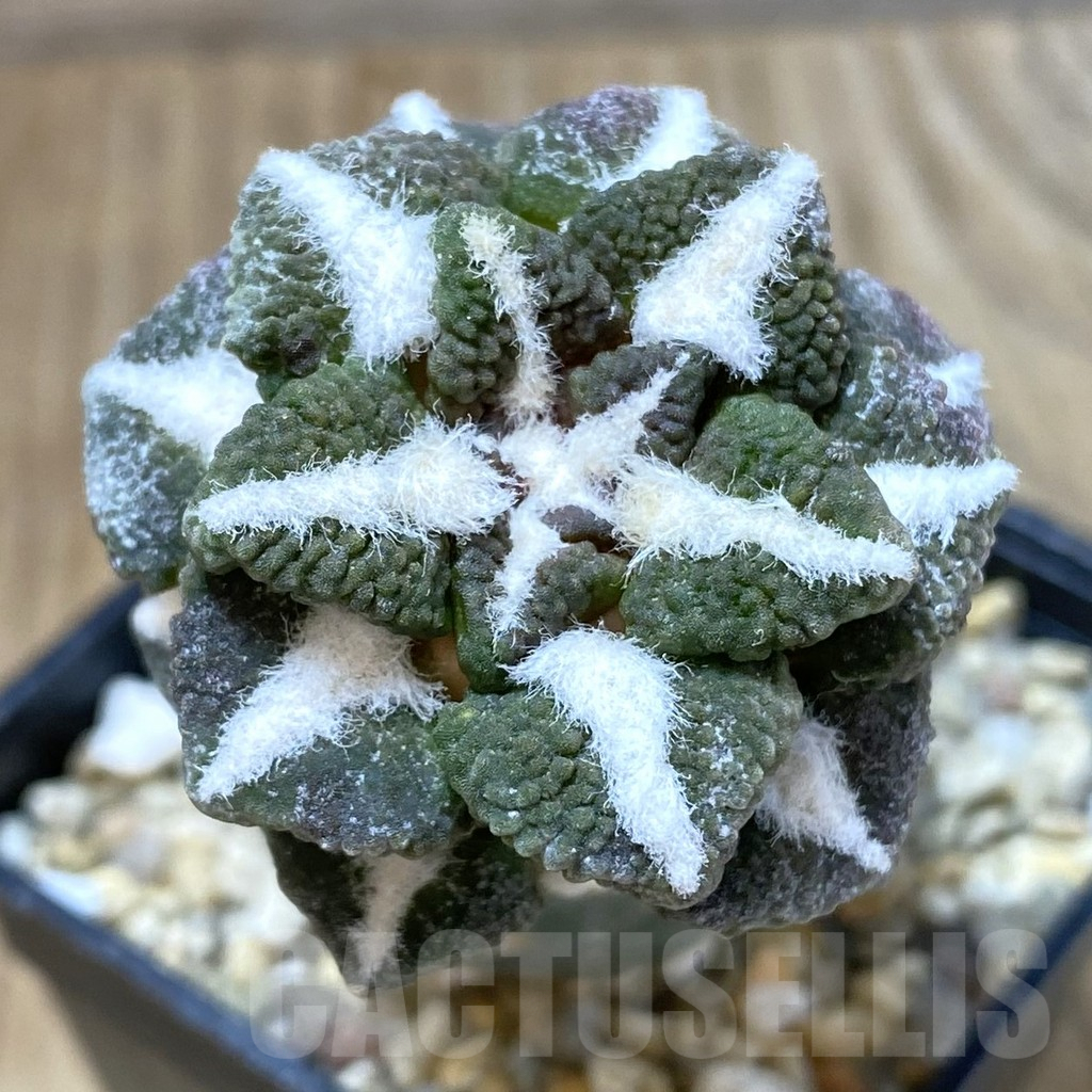 SHPR28194 Ariocarpus kotschoubeyanus v. elephantidens ‘Oibo’, grafted