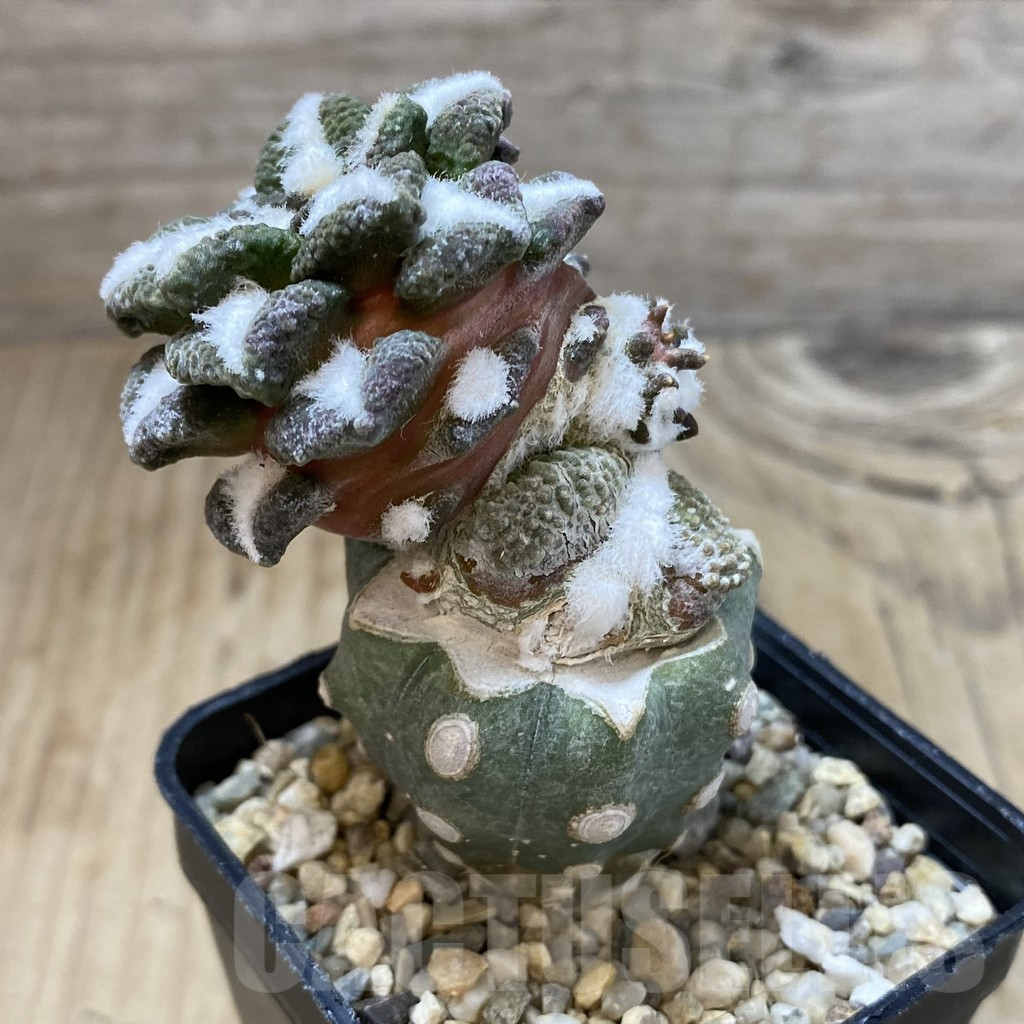 SHPR28194 Ariocarpus kotschoubeyanus v. elephantidens ‘Oibo’, grafted - Image 2