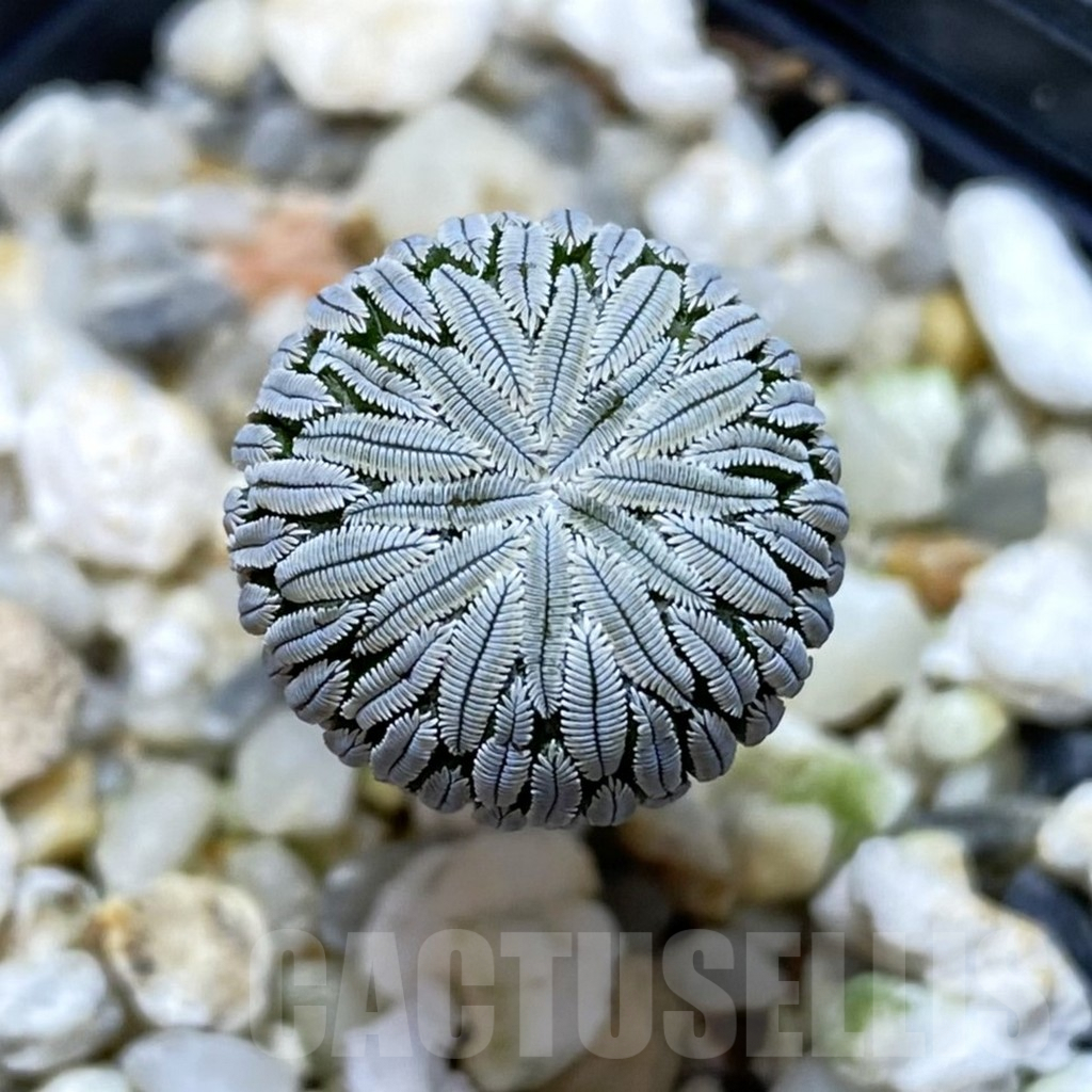 SH313 Pelecyphora aselliformis seedling , own roots