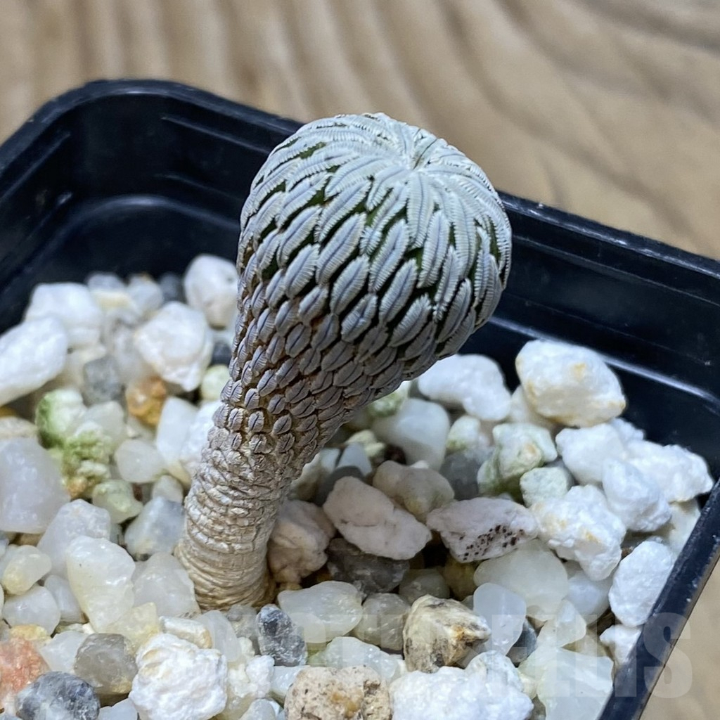 SH313 Pelecyphora aselliformis seedling , own roots - Image 2