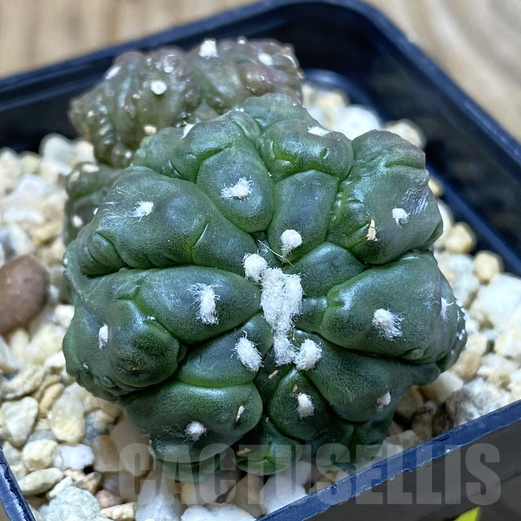SH3028 Astrophytum asterias ‘Kikko Lizard Skin’