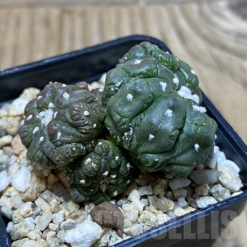 SH3028 Astrophytum asterias ‘Kikko Lizard Skin’ - Obrázek 2