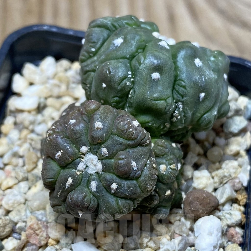 SH3028 Astrophytum asterias ‘Kikko Lizard Skin’ - Obrázek 3