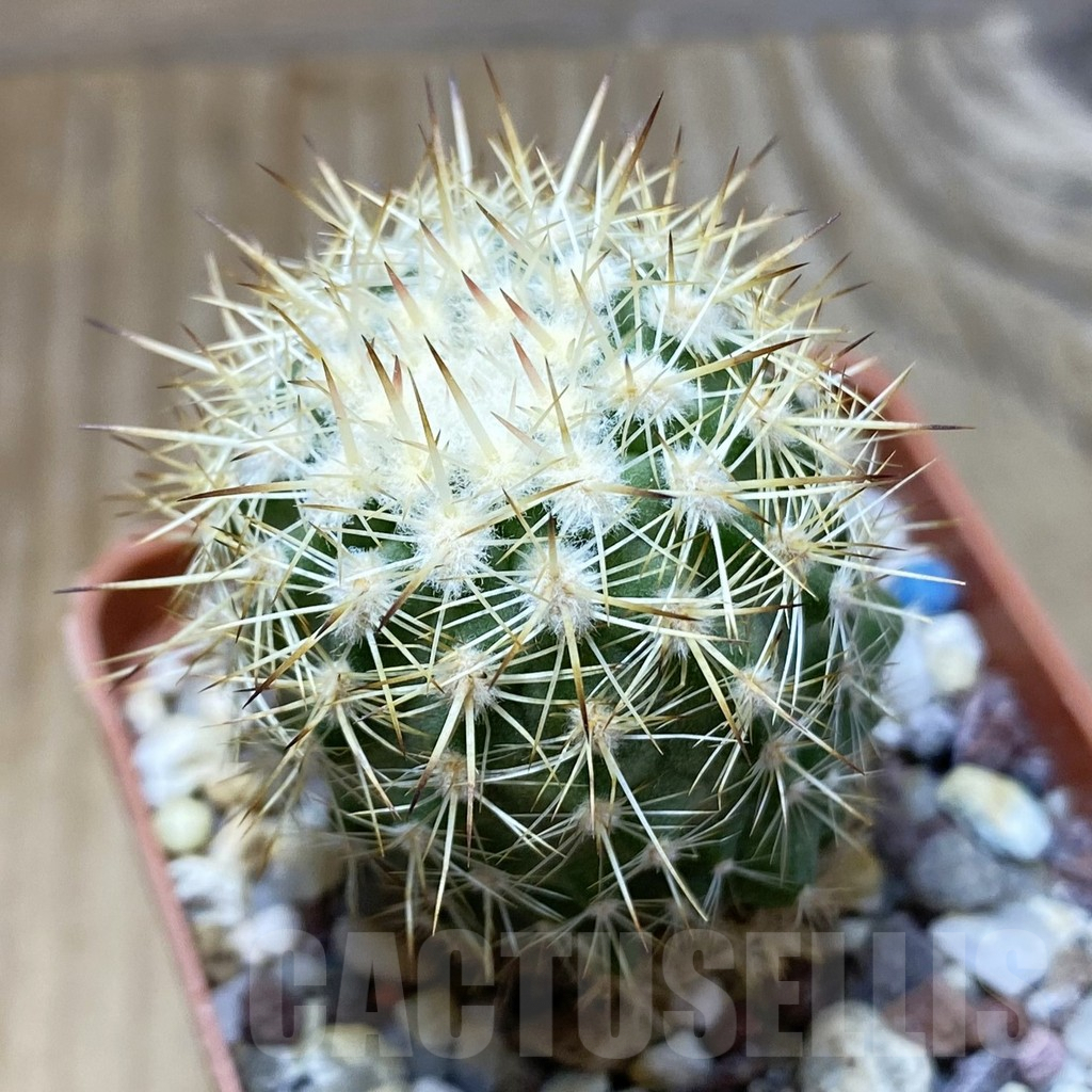 SH3029 Neoporteria islayensis KK 350