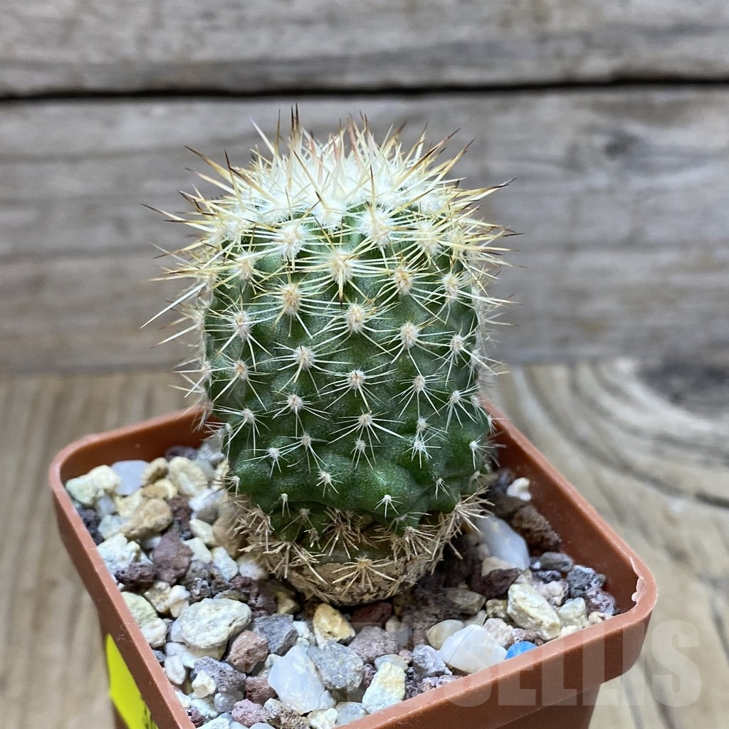 SH3029 Neoporteria islayensis KK 350 - Obrázek 2