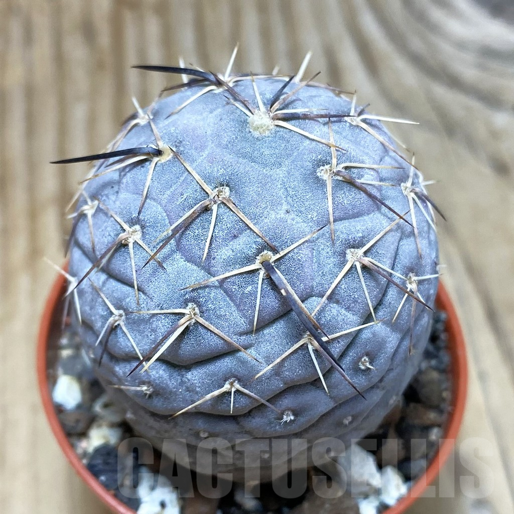 SH2997 Tephrocactus geometricus