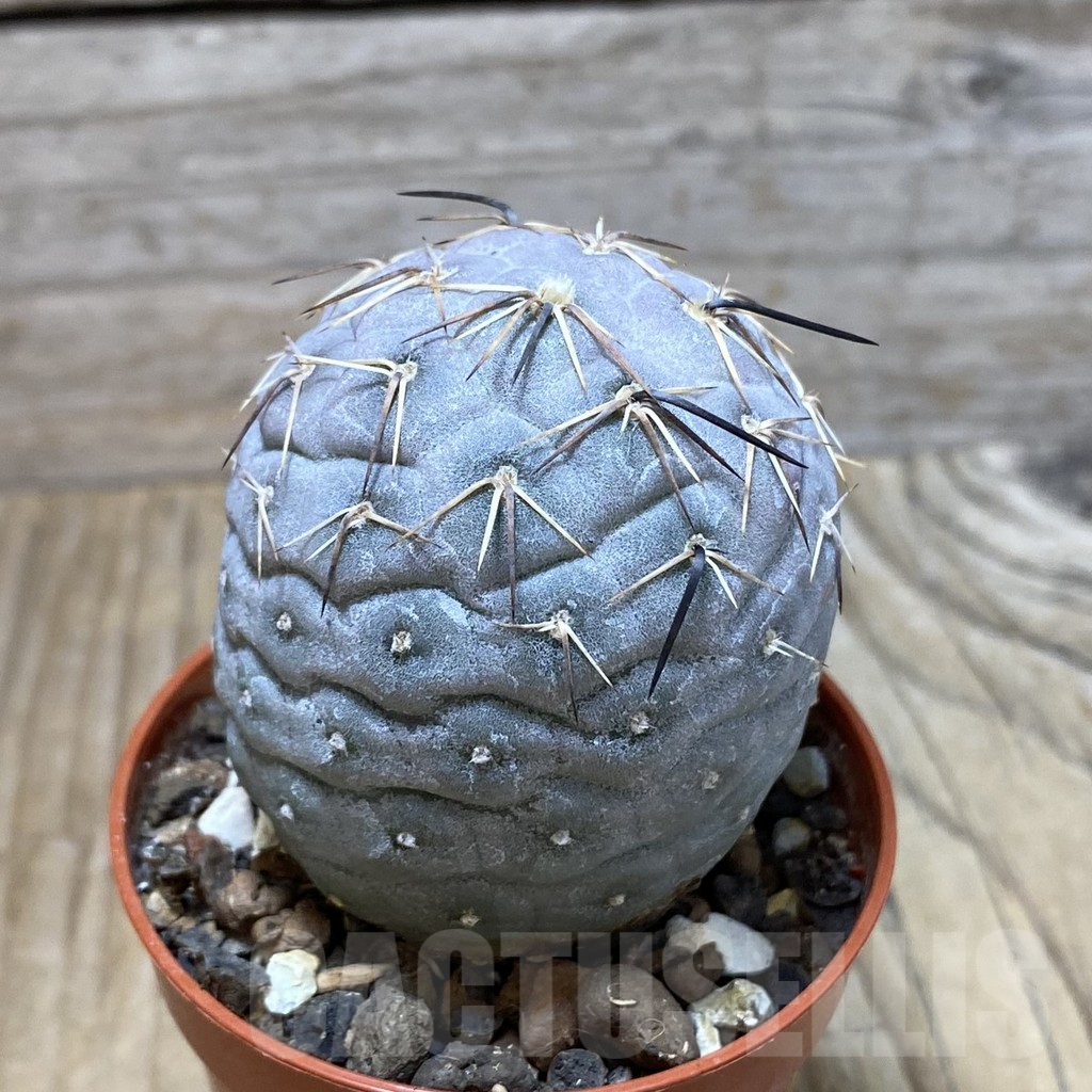 SH2997 Tephrocactus geometricus - immagine 2