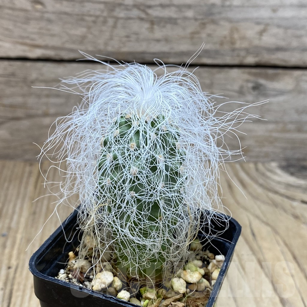 SH3868 Cephalocereus senilis - Image 2
