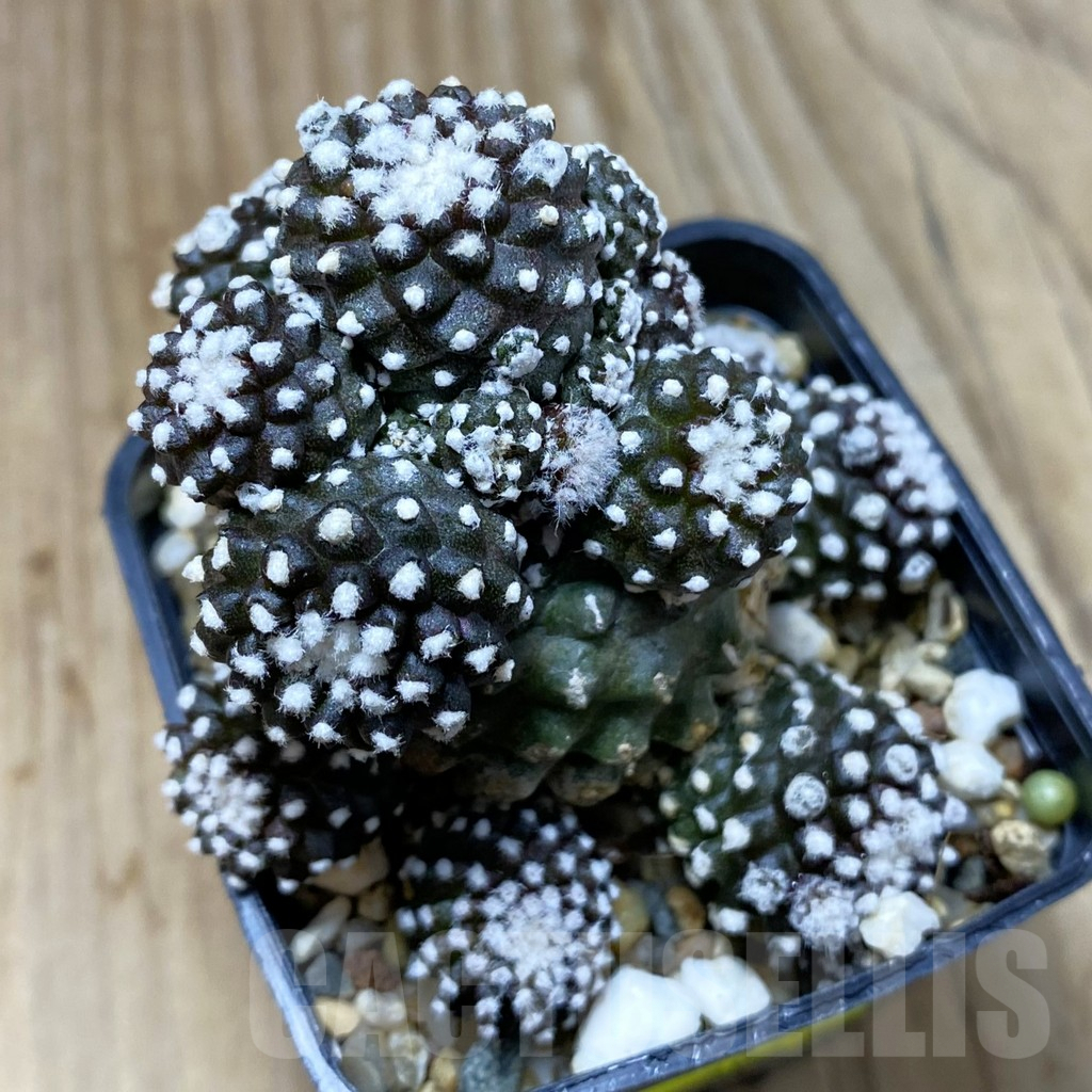 SH3886 Copiapoa tenuissima f. monstruosa