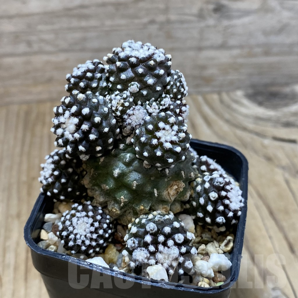 SH3886 Copiapoa tenuissima f. monstruosa - Imagen 2