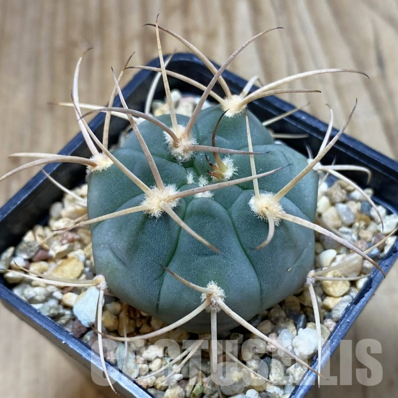 SH4615 Gymnocalycium bayrianum VG 639