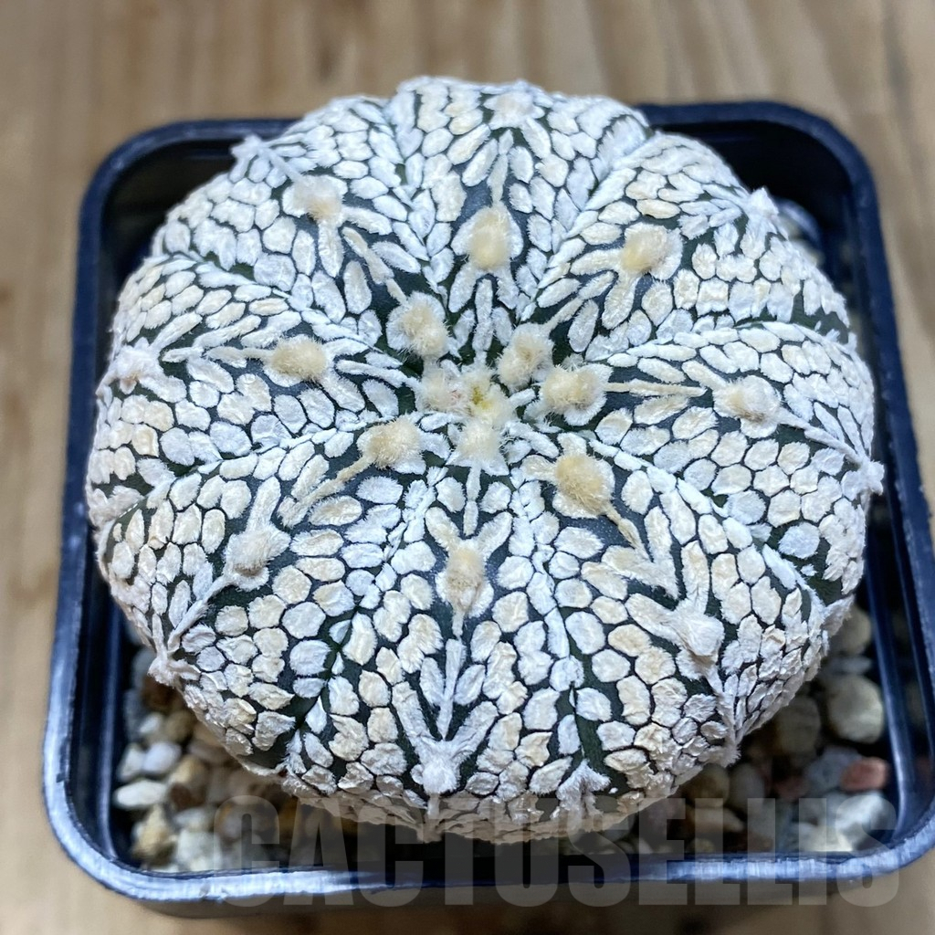 SH4621 Astrophytum asterias ‘Super Kabuto’ V-Type