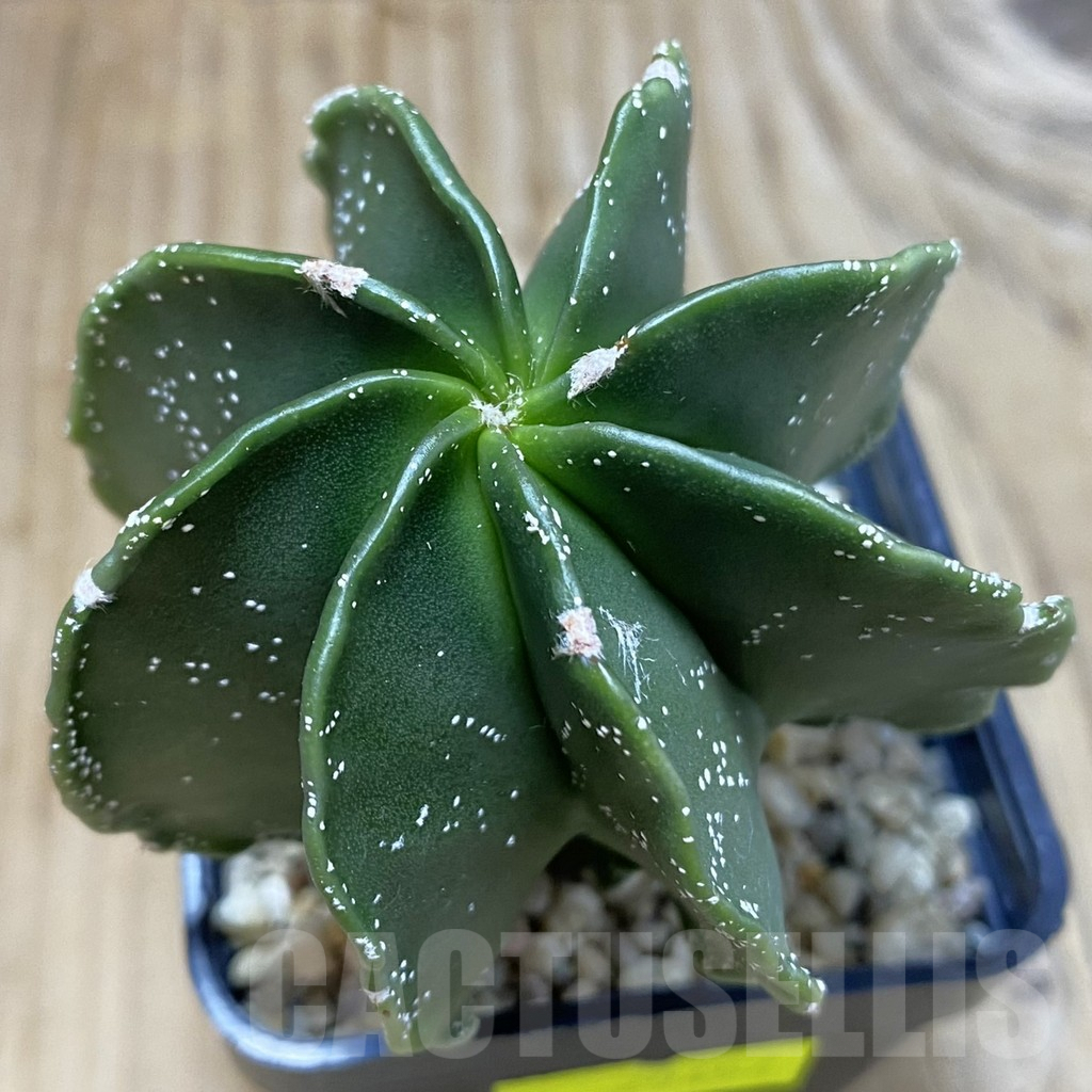 SH4624 Astrophytum myriostigma v. nudum f. multicostatum