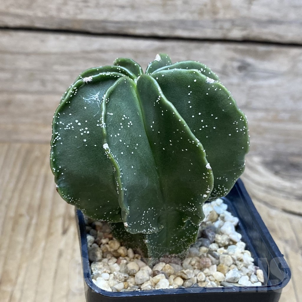 SH4624 Astrophytum myriostigma v. nudum f. multicostatum - Image 2