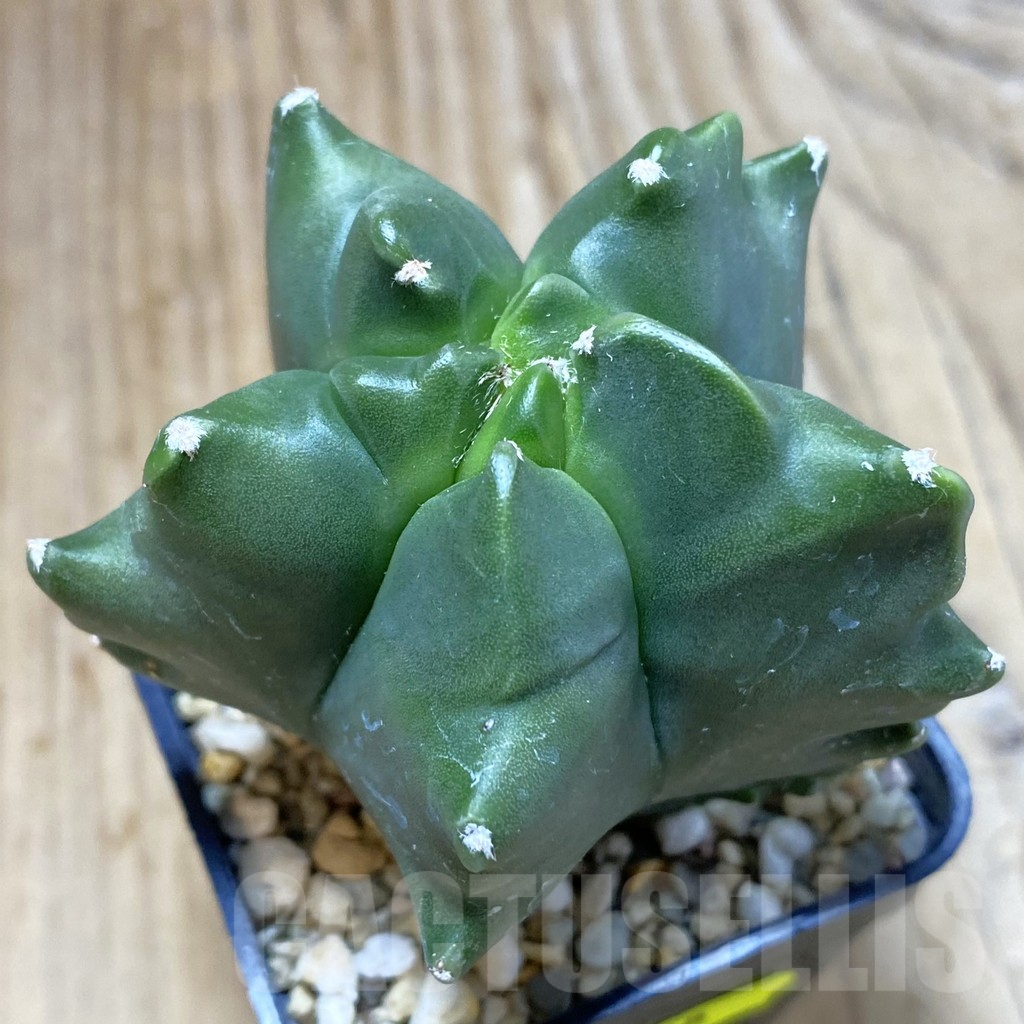 SH4628 Astrophytum myriostigma ‘Kikko’