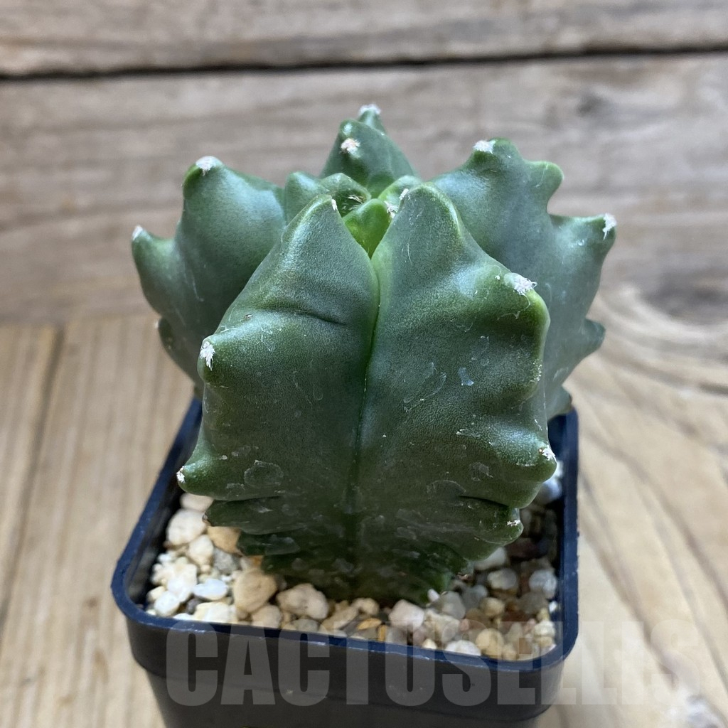 SH4628 Astrophytum myriostigma ‘Kikko’ - Obrázek 2