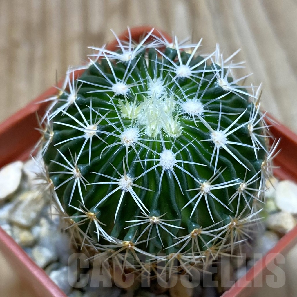 SH4629 Echinofossulocactus multicostatus SB 1147 150-ribs