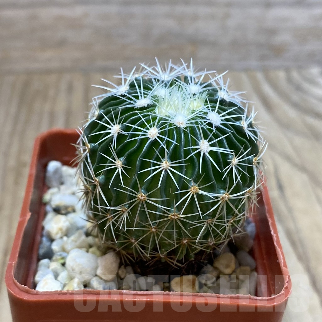 SH4629 Echinofossulocactus multicostatus SB 1147 150-ribs - Imagen 2