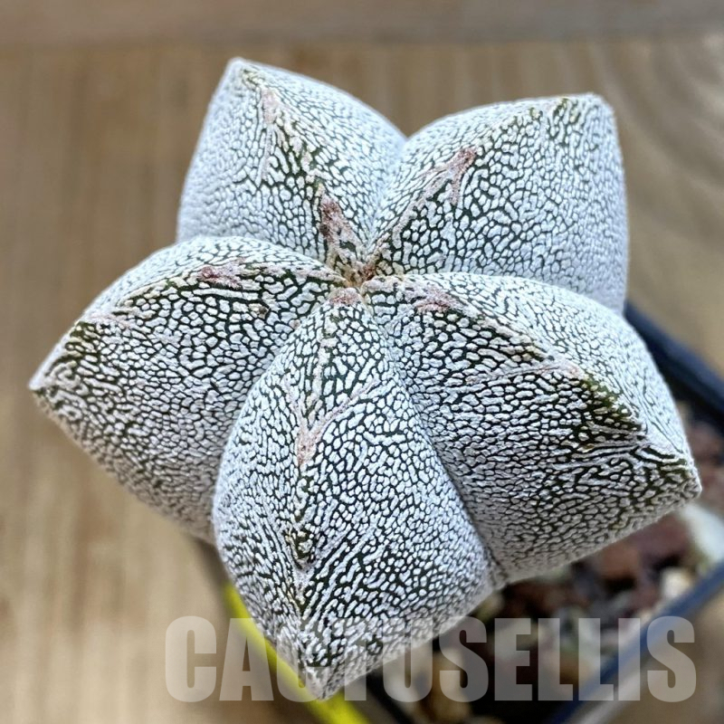 SH4636 Astrophytum myriostigma ‘Onzuka’