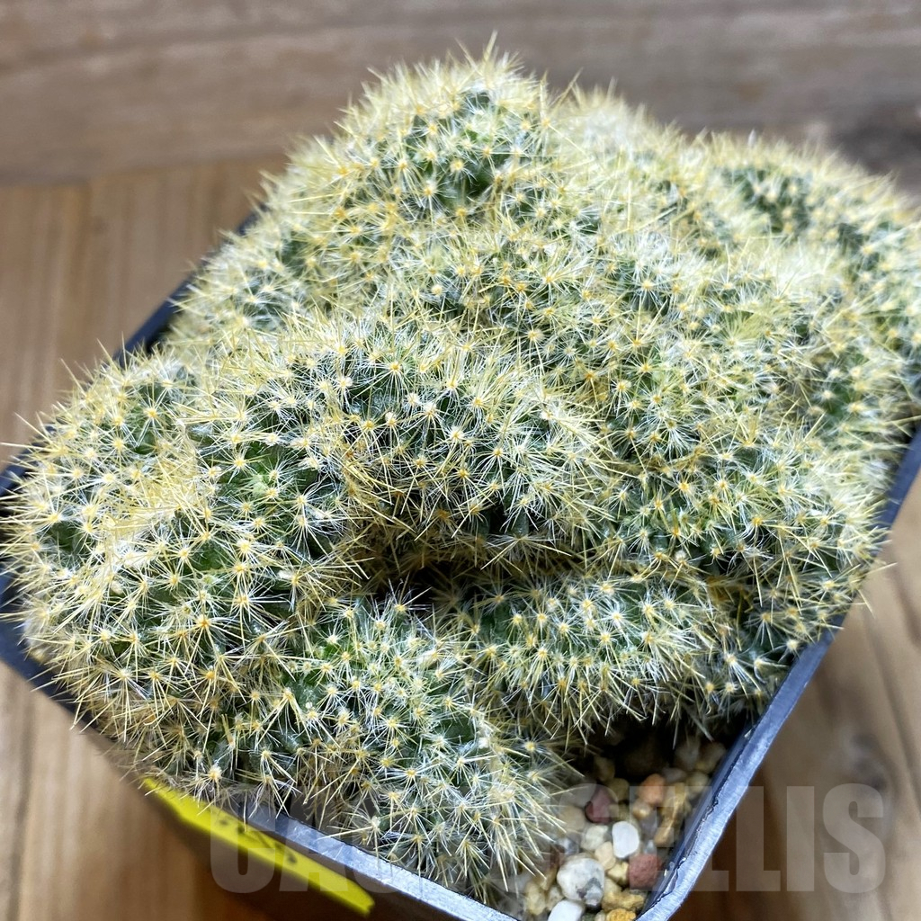 SH5219 Mammillaria prolifera f. cristata