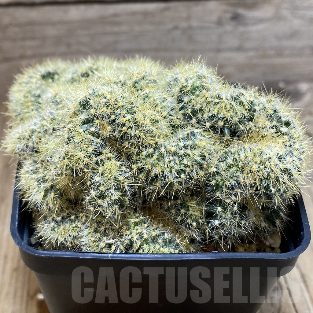 SH5219 Mammillaria prolifera f. cristata – Image 2