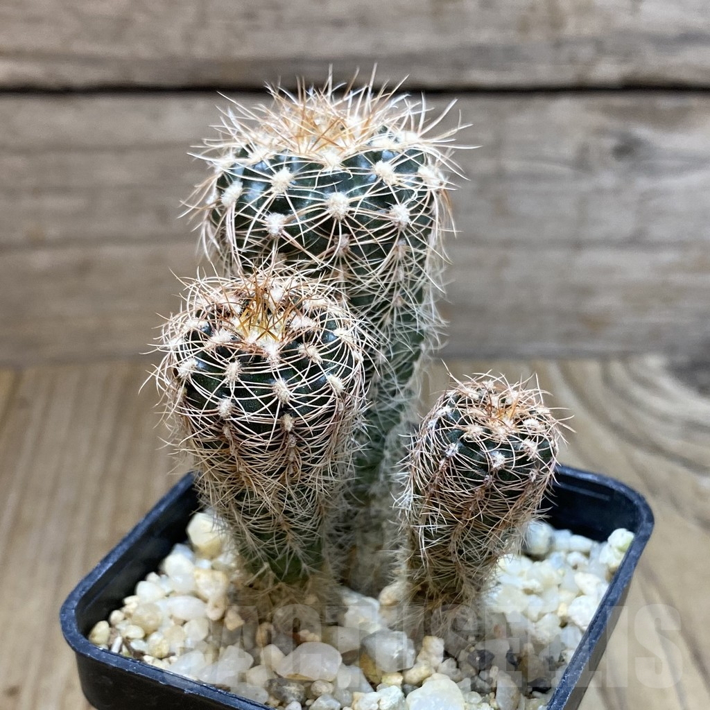 SH5429 Gymnocalycium bruchii ssp. melojeri VG 272, 3 plants - Image 2