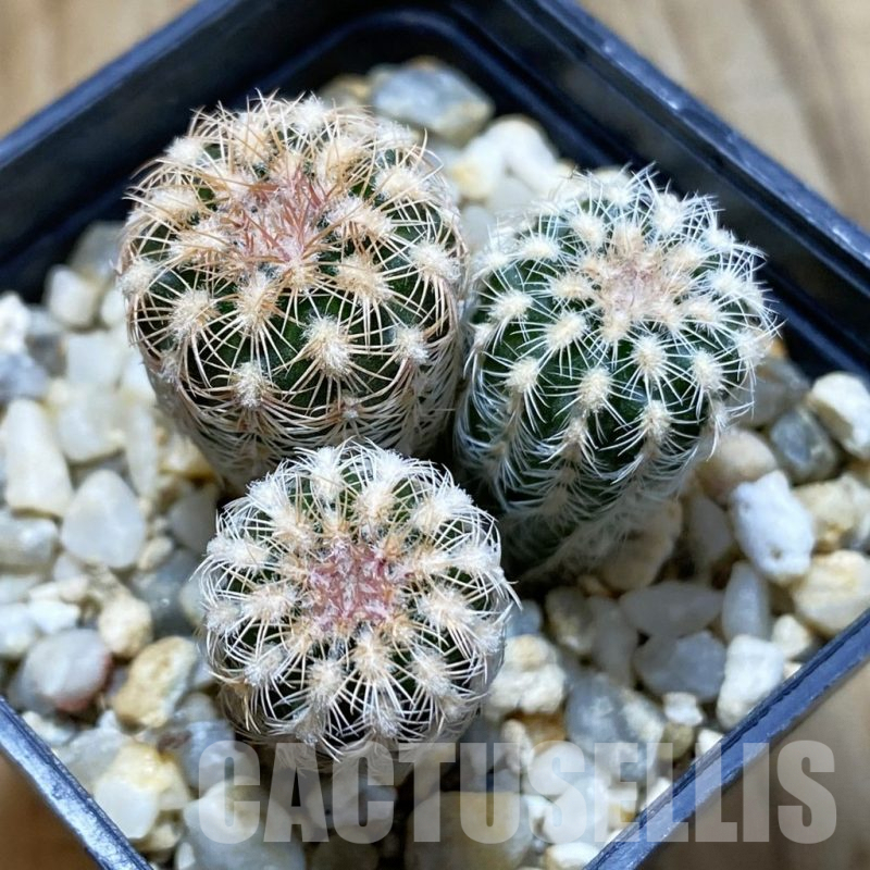 SH5430 Gymnocalycium bruchii v. pawlovskyi VG 545, 3 plants