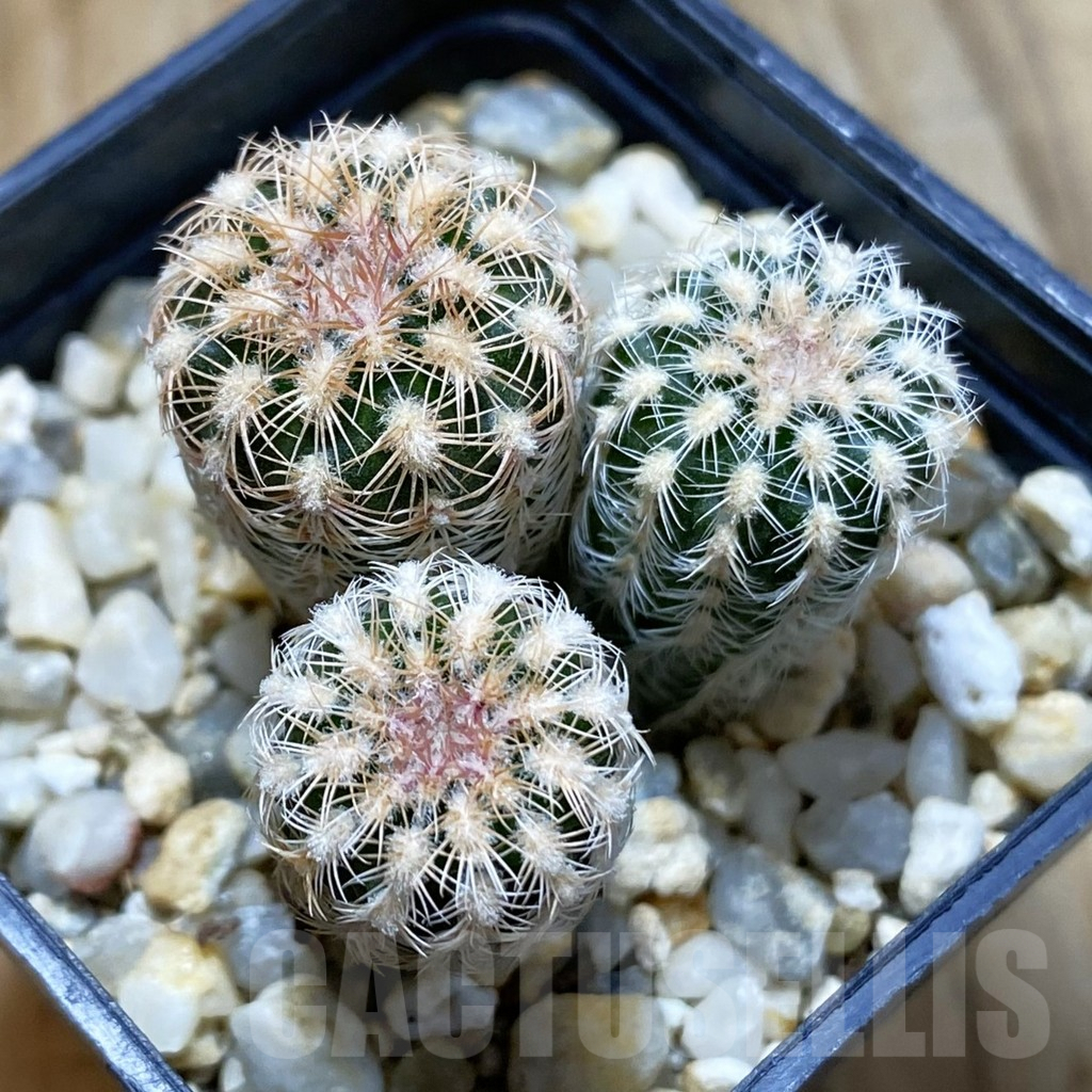 SH5430 Gymnocalycium bruchii v. pawlovskyi VG 545, 3 plants