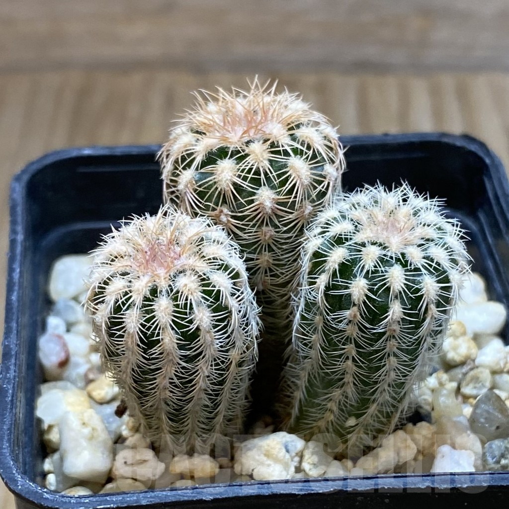 SH5430 Gymnocalycium bruchii v. pawlovskyi VG 545, 3 plants - immagine 2