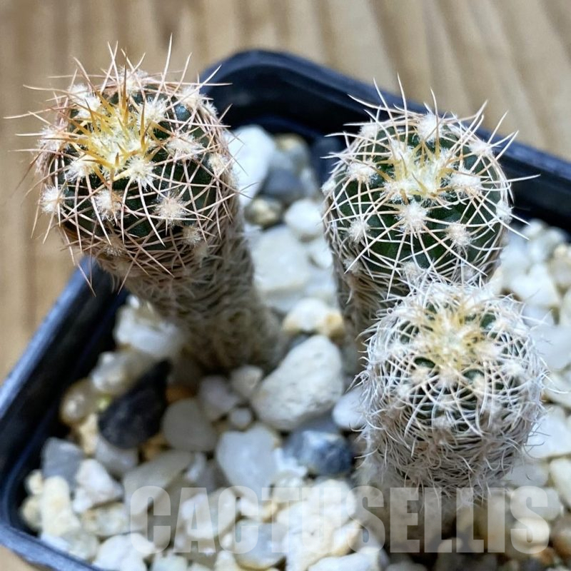 SH5431 Gymnocalycium carolinense ssp. ludwigii STO 880, 3 plants