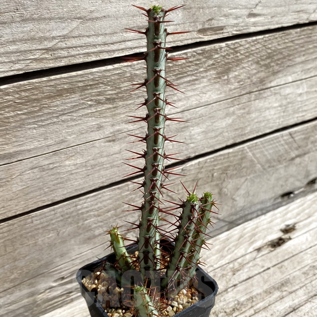 SH5677 Euphorbia aeruginosa