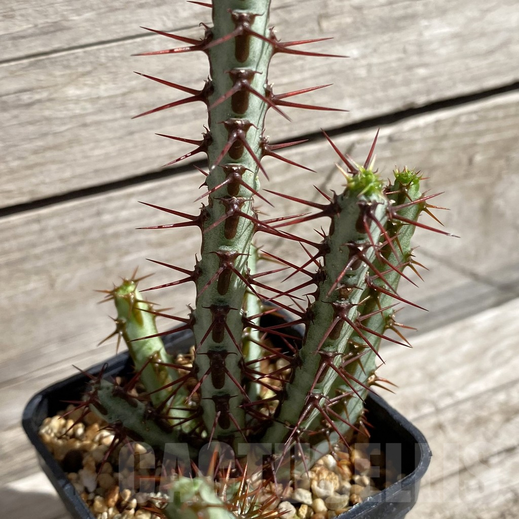 SH5677 Euphorbia aeruginosa - Image 2