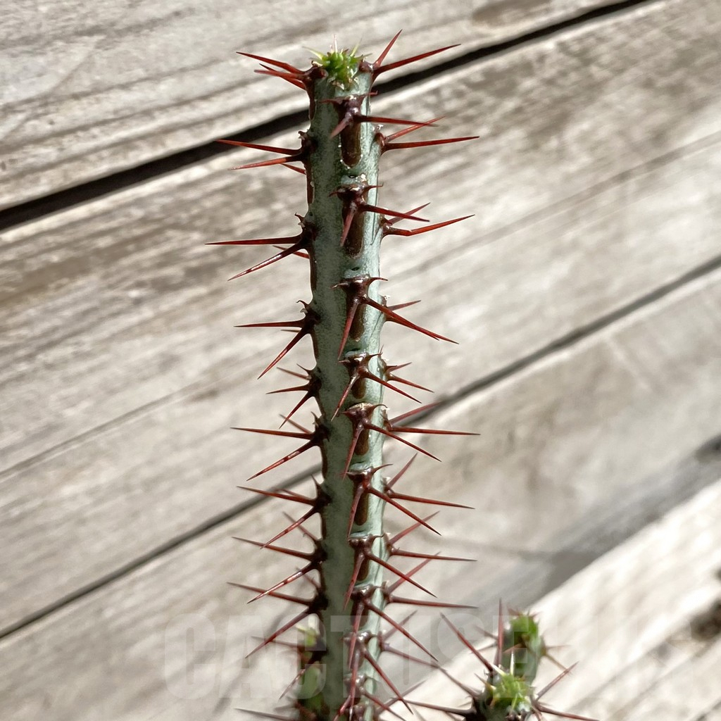 SH5677 Euphorbia aeruginosa - Image 3