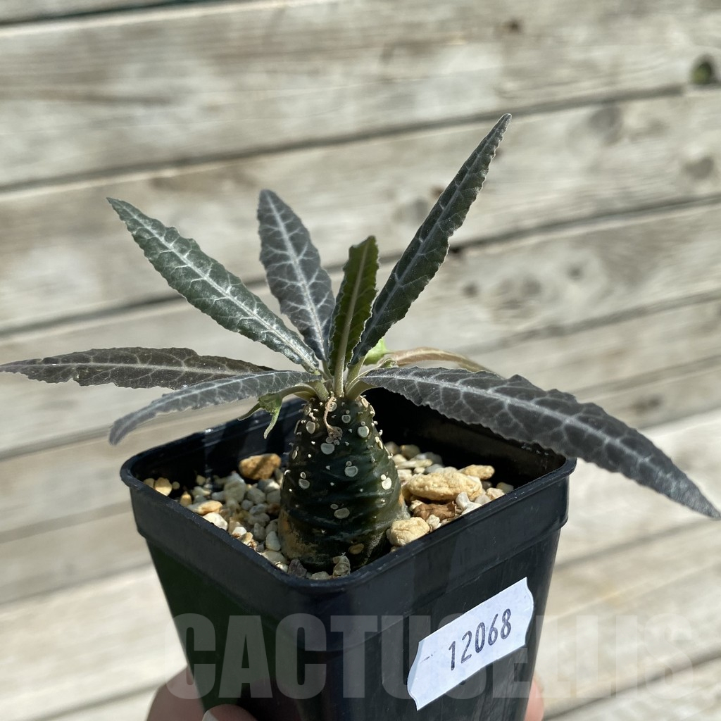 SH12068 Dorstenia lancifolia - Image 2