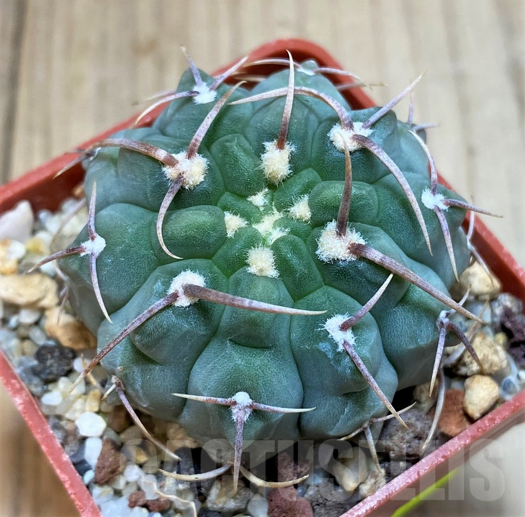 SH1279 Gymnocalycium vatteri - Image 2