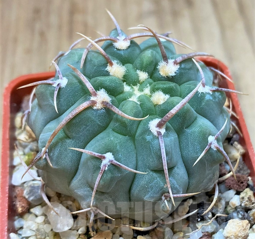SH1279 Gymnocalycium vatteri