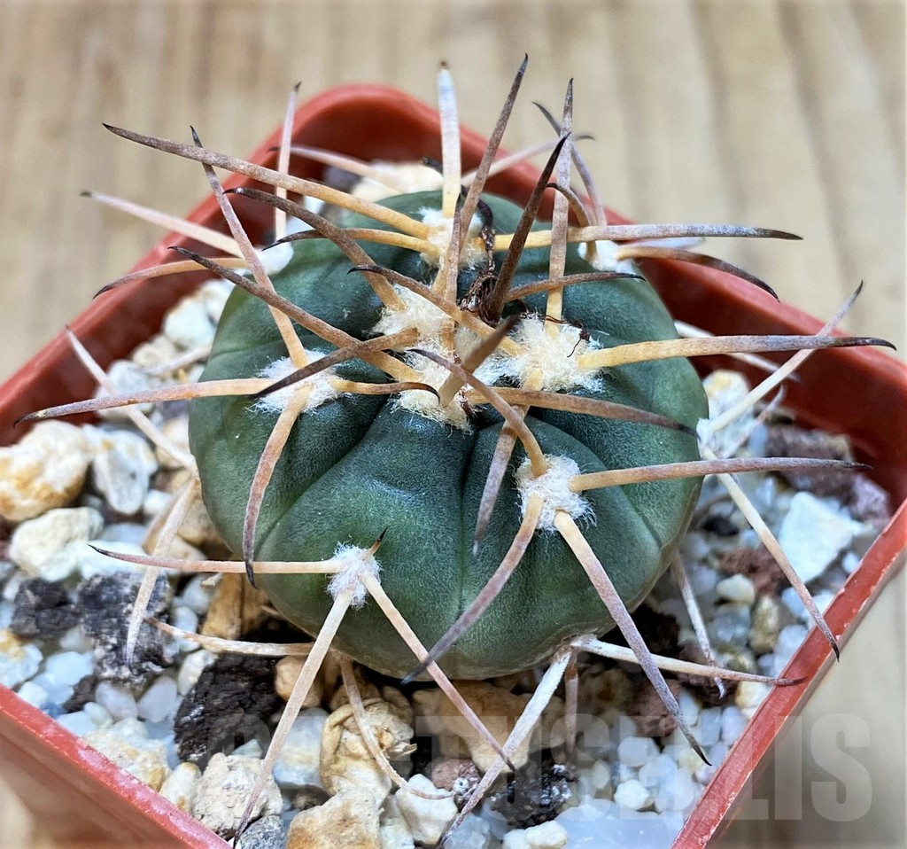 SH1281 Gymnocalycium spegazzinii v. major