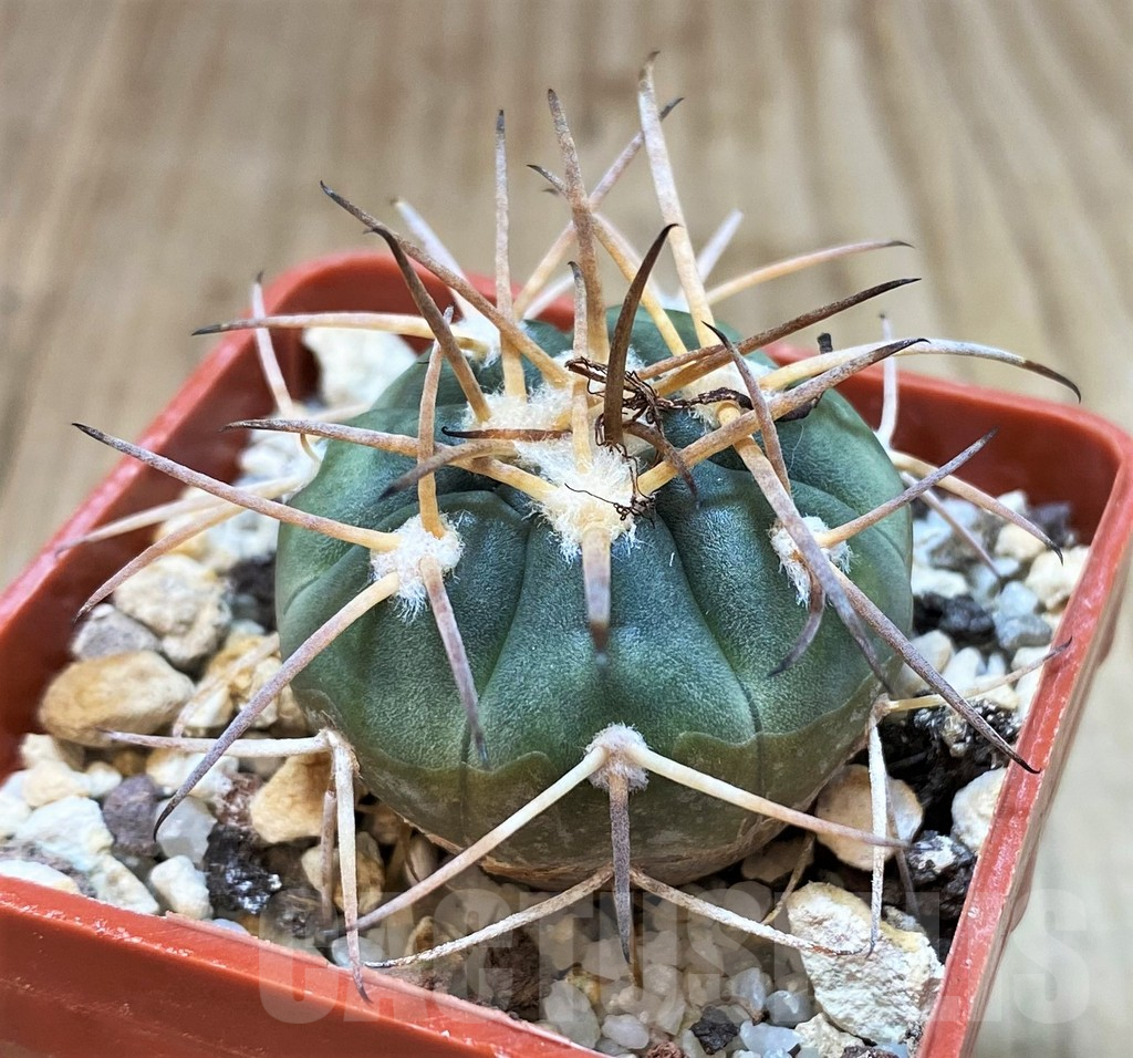 SH1281 Gymnocalycium spegazzinii v. major - immagine 2