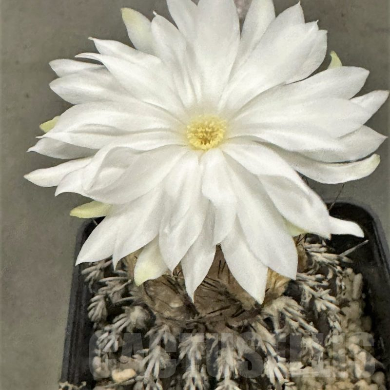 LOT421 10 SEEDS Discocactus horstii 2024