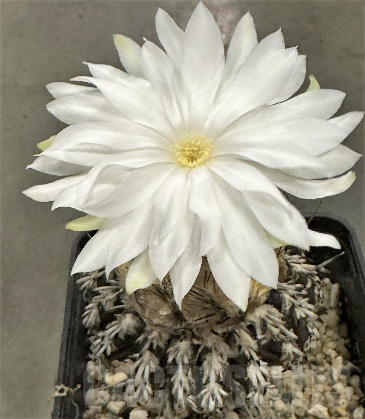 LOT421 10 SEEDS Discocactus horstii 2024