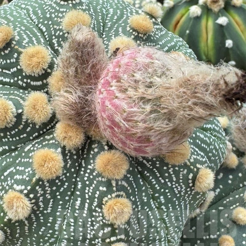 LOT491 20 SEEDS Astrophytum asterias Red flower 2024