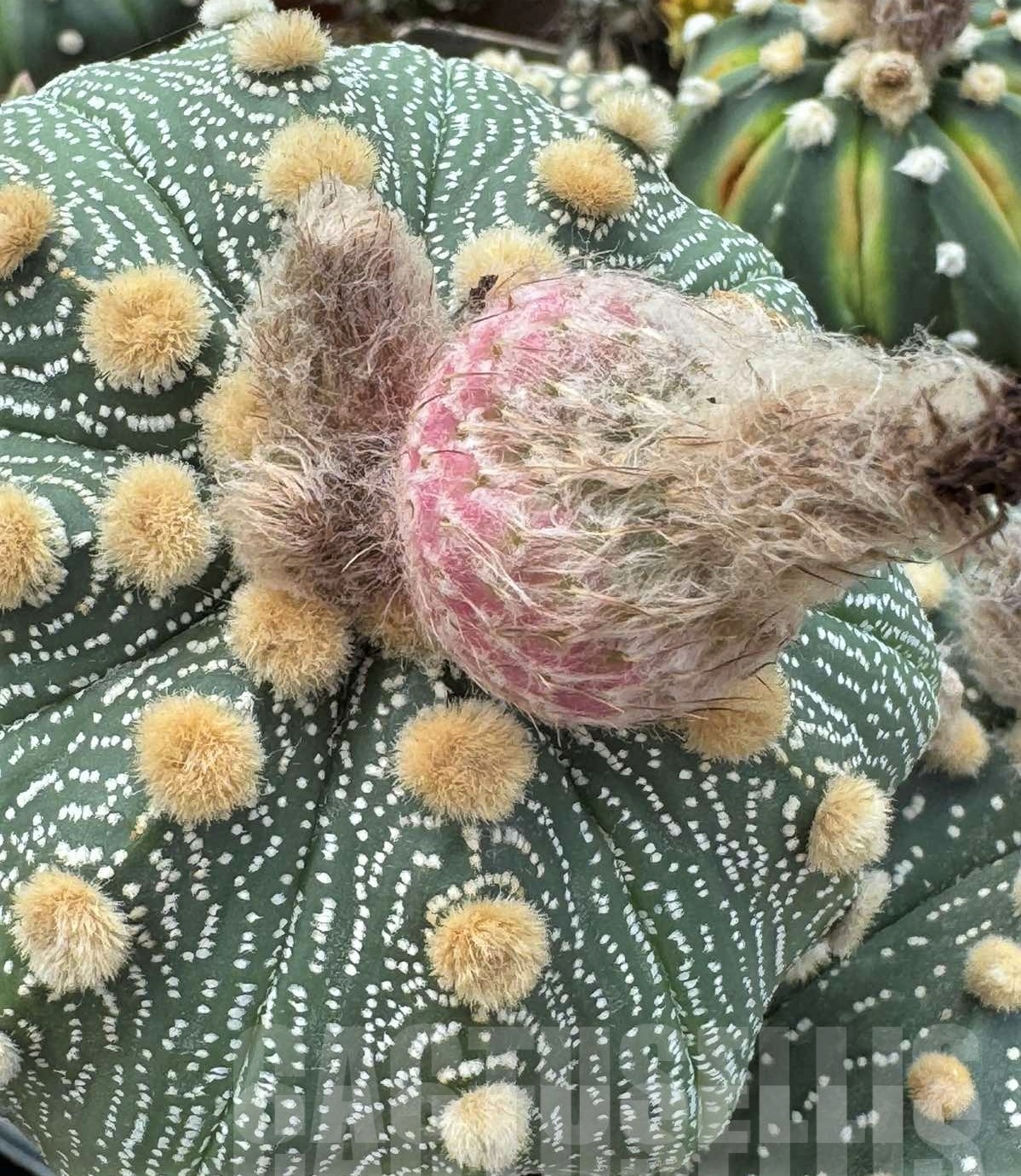 LOT491 20 SEEDS Astrophytum asterias Red flower 2024
