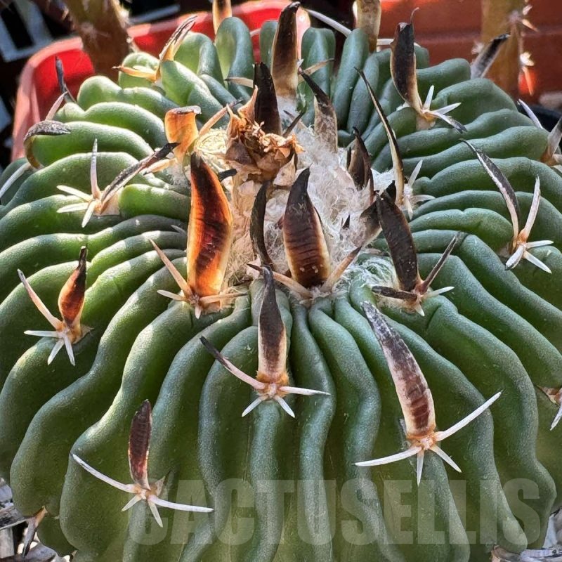 LOT666 10 SEEDS Stenocactus phyllacanthus CH228 2024