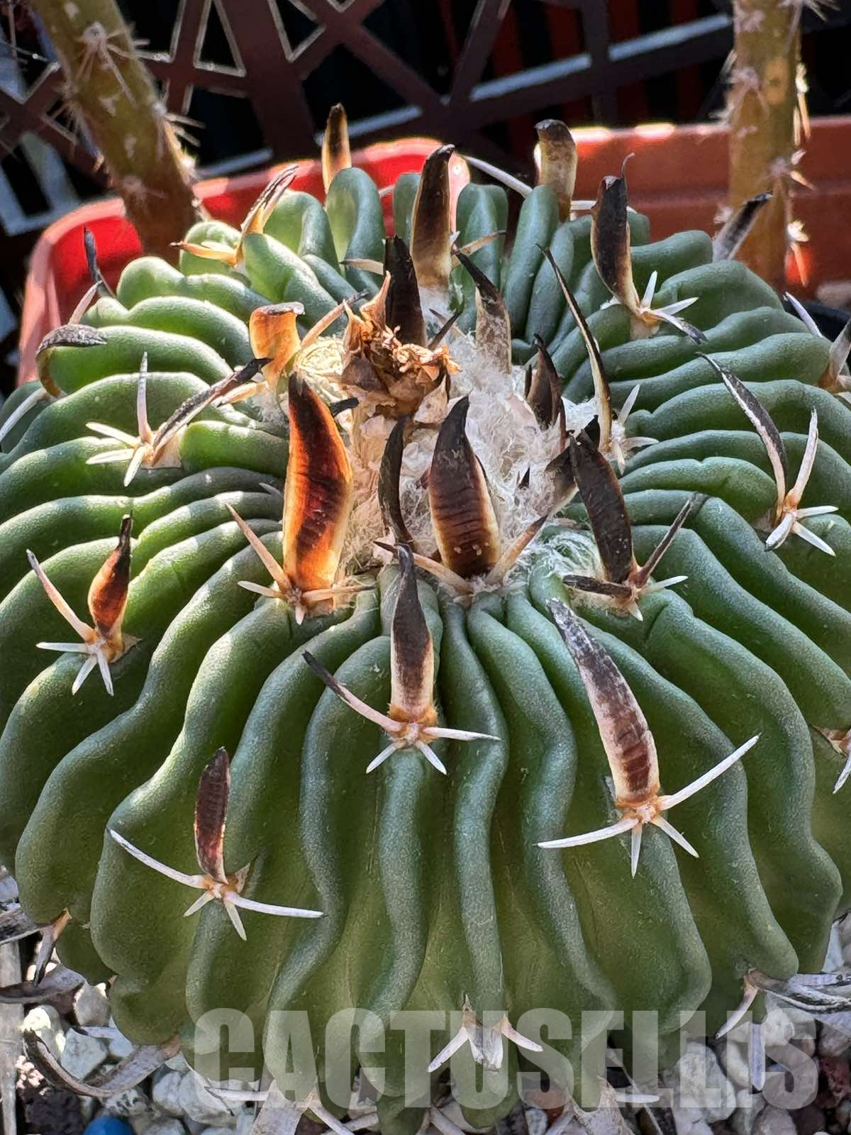 LOT666 10 SEEDS Stenocactus phyllacanthus CH228 2024