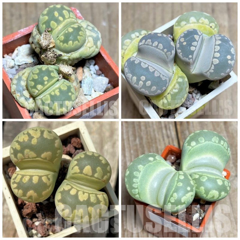 LOT708 50 SEEDS Lithops otzeniana mix 2024