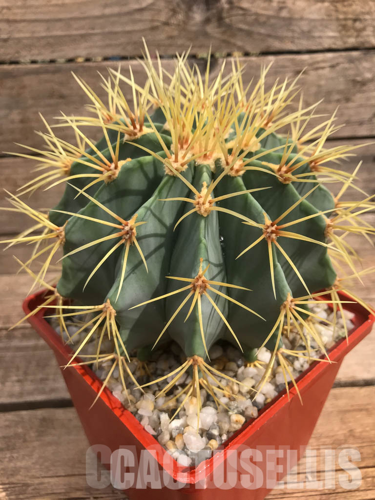 LOT712 50 SEEDS Ferocactus glaucescens 2024