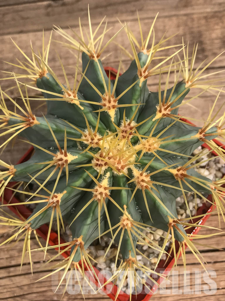 LOT712 50 SEEDS Ferocactus glaucescens 2024 - Obrázek 2